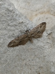 Eupithecia oxycedrata