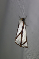 Thalaina angulosa