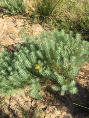Hymenolepis crithmifolia