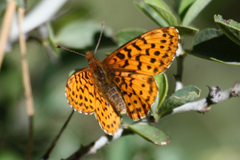 Boloria epithore