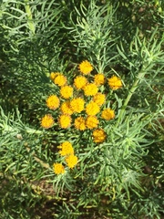 Hymenolepis crithmifolia