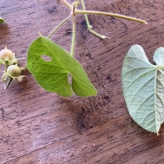 Ipomoea sinensis blepharosepala