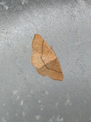 Cyclophora suppunctaria