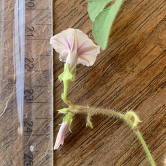 Ipomoea sinensis blepharosepala
