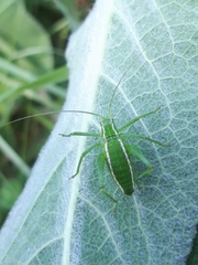 Odontura glabricauda