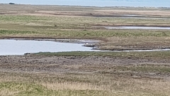 Recurvirostra avosetta