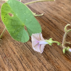 Ipomoea sinensis blepharosepala