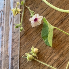 Ipomoea sinensis blepharosepala