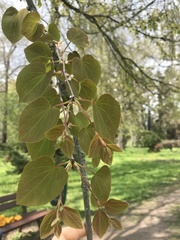 Cercidiphyllum japonicum