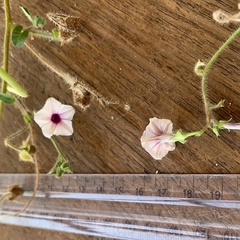 Ipomoea sinensis blepharosepala