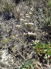 Limonium delicatulum