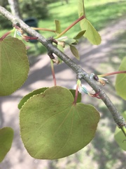 Cercidiphyllum japonicum