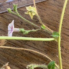 Ipomoea sinensis blepharosepala