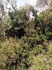 Carissa bispinosa