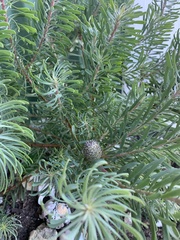 Leucadendron cinereum