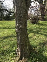Cercidiphyllum japonicum