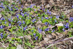 Viola suavis