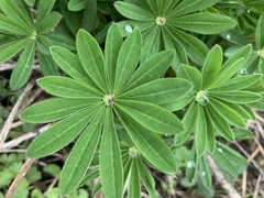 Lupinus polyphyllus