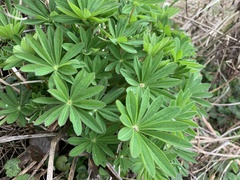 Lupinus polyphyllus