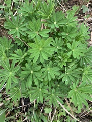 Lupinus polyphyllus