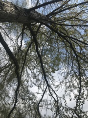 Cercidiphyllum japonicum