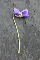 Viola suavis