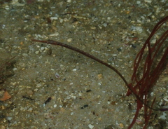 Stigmatopora nigra
