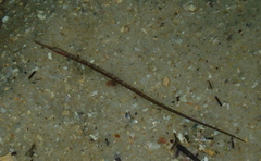 Stigmatopora nigra