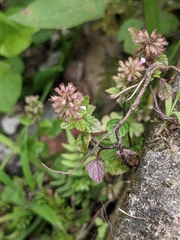 Clinopodium gracile