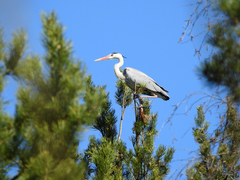 Ardea cinerea