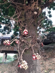 Couroupita guianensis