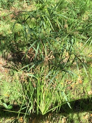 Cyperus textilis