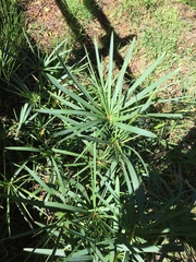 Cyperus textilis