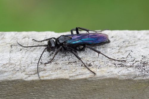 Priocnemis monachus Smith, 1855