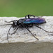 Large Black Hunting Wasp - Photo (c) Pete McGregor, some rights reserved (CC BY-NC-ND), uploaded by Pete McGregor