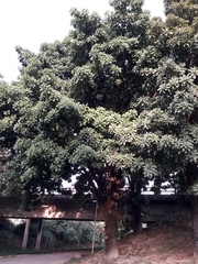 Couroupita guianensis