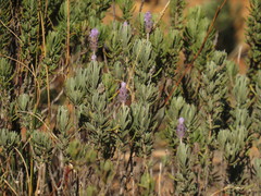 Lavandula dentata