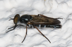 Ozodiceromyia nigrimana