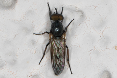 Ozodiceromyia nigrimana