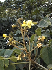 Centrolobium tomentosum