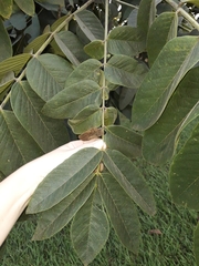 Centrolobium tomentosum