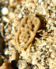 Ornithodoros capensis