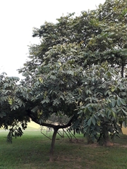 Centrolobium tomentosum