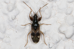 Pseudopamera nitidula