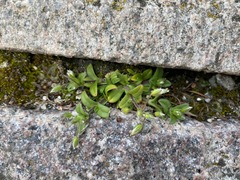 Cerastium semidecandrum