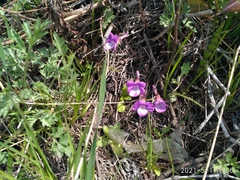 Viola primorskajensis