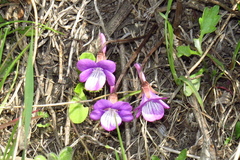 Viola primorskajensis