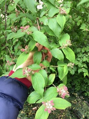 Kolkwitzia amabilis