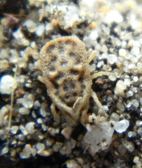 Ornithodoros capensis