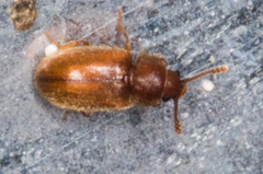 Cryptophagidae